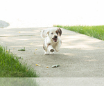 Small #9 Dachshund