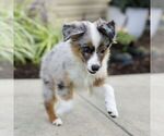 Small #2 Miniature Australian Shepherd