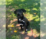 Small #1 Mutt