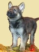 Small #8 German Shepherd Dog