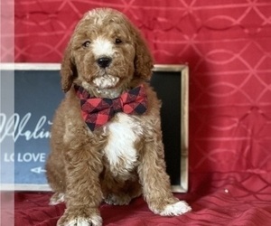 Goldendoodle Puppy for sale in LANCASTER, PA, USA
