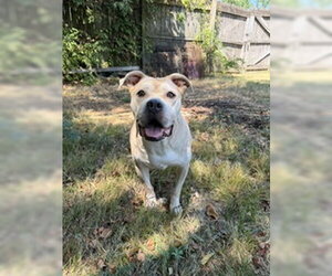 Rhino - Male American Staffordshire Terrier-Unknown Mix Dog for Adoption - Photo #3