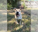 Small #2 American Staffordshire Terrier Mix