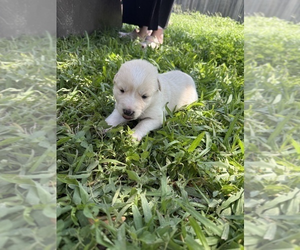 Medium Photo #17 Ausky-Great Pyrenees Mix Puppy For Sale in EDNA, TX, USA