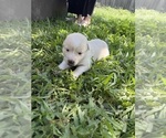 Small #16 Ausky-Great Pyrenees Mix