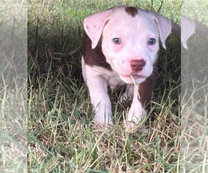Medium Bullboxer Pit