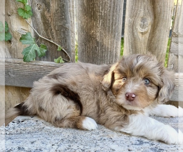 Medium Photo #2 Aussiedoodle Miniature  Puppy For Sale in NEW BRAUNFELS, TX, USA