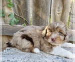 Small #1 Aussiedoodle Miniature 