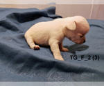 Small #13 Chihuahua