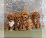 Small Photo #3 Poodle (Miniature) Puppy For Sale in MILL HALL, PA, USA