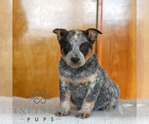 Australian Cattle Dog Puppy for sale in ATGLEN, PA, USA