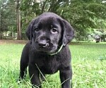 Small Photo #4 Labrador Retriever Puppy For Sale in WACO, GA, USA