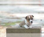 Small #1 Australian Shepherd-Jack Russell Terrier Mix