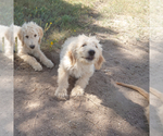 Puppy 2 Goldendoodle