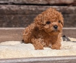 Small Photo #25 Cavapoo (Miniature) Puppy For Sale in GOSHEN, IN, USA