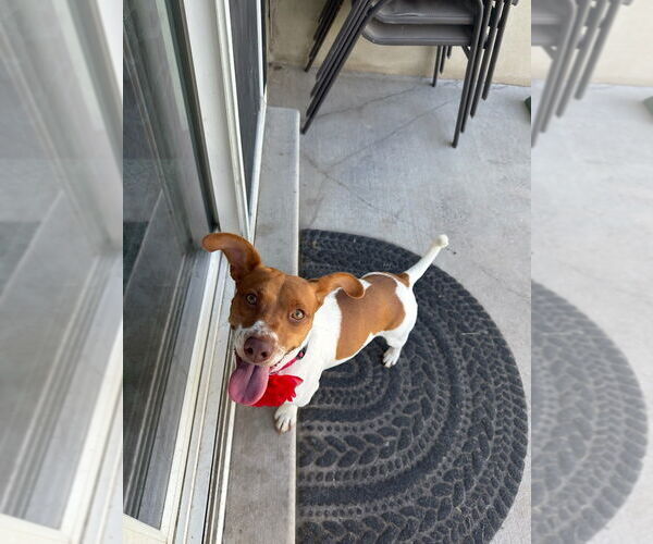 Medium Photo #4 Dachshund Puppy For Sale in Sandy, UT, USA