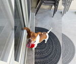 Small #3 Dachshund