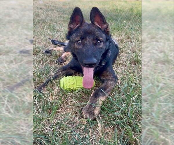 Medium Photo #1 German Shepherd Dog Puppy For Sale in Conroe, TX, USA