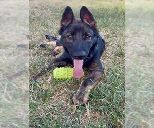 German Shepherd Dog Dogs for adoption in Conroe, TX, USA