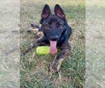 Small German Shepherd Dog