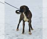 Small #6 Boxer Mix