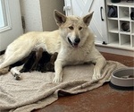 Small Photo #1 German Shepherd Dog-Wolf Hybrid Mix Puppy For Sale in HAMILTON, TX, USA