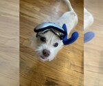 Small Photo #7 Chihuahua-Unknown Mix Puppy For Sale in Boston, MA, USA