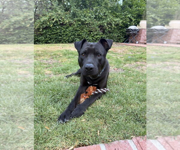 Medium Photo #4 Labrador Retriever-Unknown Mix Puppy For Sale in Studio City, CA, USA