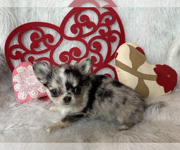 Medium Photo #1 Chihuahua Puppy For Sale in NEWVILLE, PA, USA