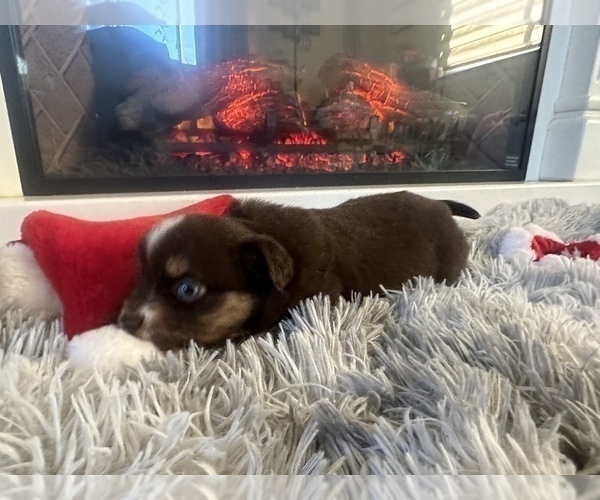 Medium Photo #5 Miniature Australian Shepherd Puppy For Sale in QUINCY, CA, USA