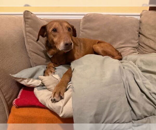 Medium Photo #10 Redbone Coonhound-Unknown Mix Puppy For Sale in Oakhurst, NJ, USA