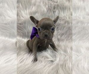 French Bulldog Puppy for sale in CHARLESTON, SC, USA