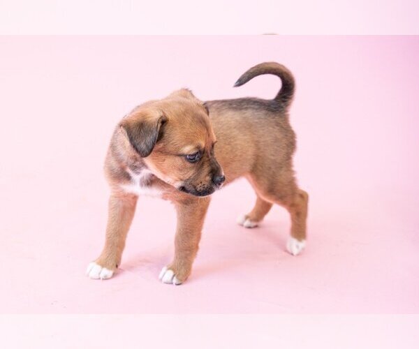 Medium Photo #5 American Staffordshire Terrier-German Shepherd Dog Mix Puppy For Sale in Lake Forest, CA, USA