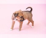 Small #4 American Staffordshire Terrier-German Shepherd Dog Mix