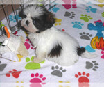 Small Photo #7 Shih Tzu Puppy For Sale in ORO VALLEY, AZ, USA