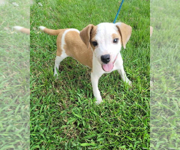 Medium Photo #1 Labrador Retriever-Unknown Mix Puppy For Sale in Brewster, NY, USA