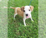 Small Labrador Retriever Mix