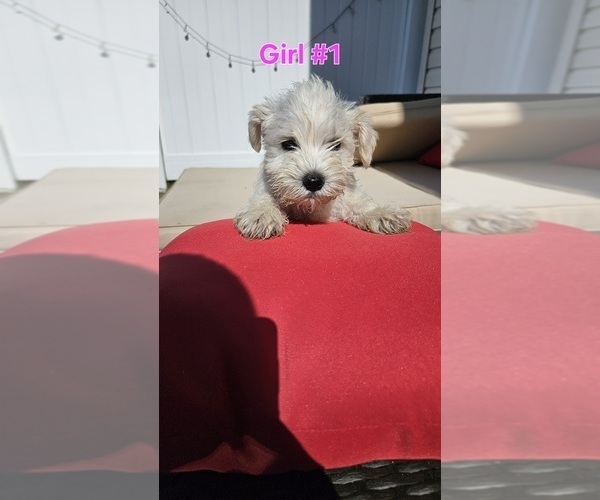 Medium Photo #8 Schnauzer (Miniature) Puppy For Sale in SPARTA, WI, USA