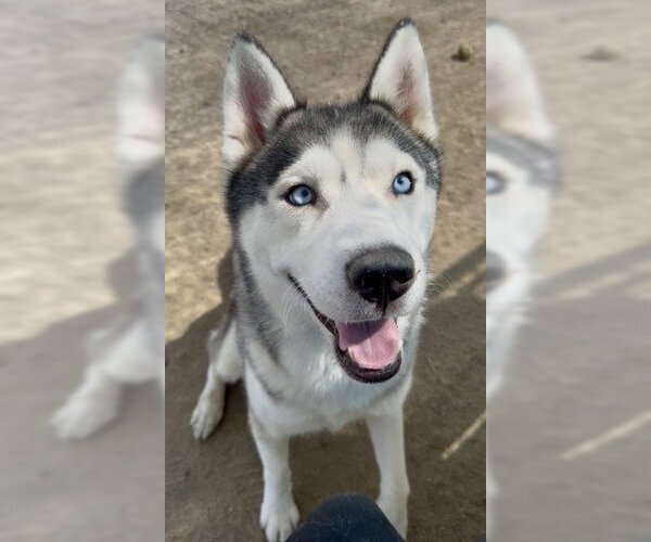 Medium Photo #1 Siberian Husky Puppy For Sale in Bakersfield, CA, USA
