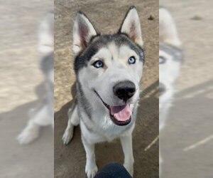 Siberian Husky Dogs for adoption in Bakersfield, CA, USA
