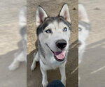 Small Siberian Husky