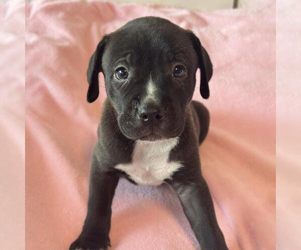 Medium Photo #3 Labrador Retriever-Unknown Mix Puppy For Sale in San Diego, CA, USA