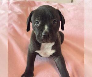 Justice Pup - Case - Adopted! - Male Labrador Retriever-Unknown Mix Dog for Adoption - Photo #3