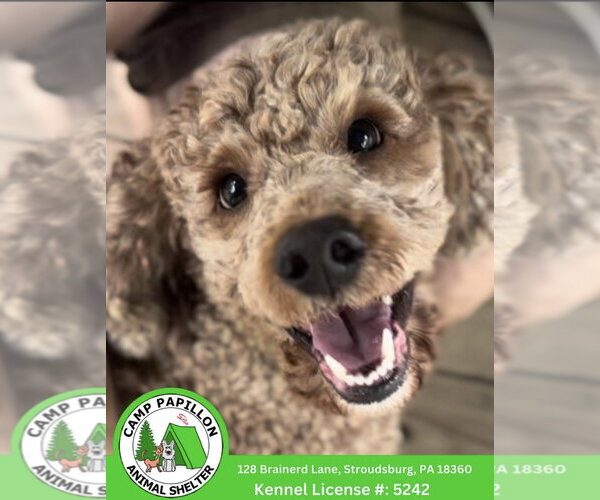 Medium Photo #1 Goldendoodle (Miniature) Puppy For Sale in Stroudsburg, PA, USA