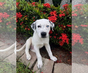Lab-Pointer Dogs for adoption in Royal Palm Beach, FL, USA
