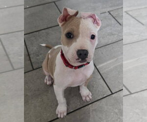 Mutt Dogs for adoption in Spotsylvania, VA, USA