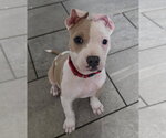Small Mutt