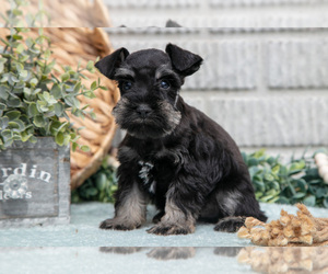 Medium Schnauzer (Miniature)