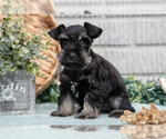 Puppy Sylvester Schnauzer (Miniature)
