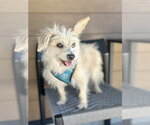 Small #7 Havanese Mix